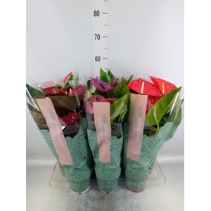 Anthurium   ...mix