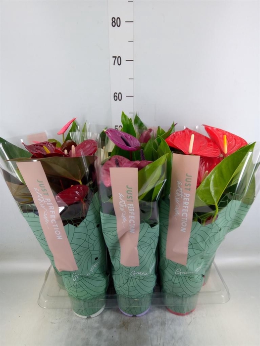 <h4>Anthurium ...mix</h4>
