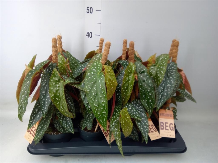 <h4>Begonia   ...</h4>