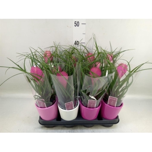 Tillandsia cyanea 'Anita'