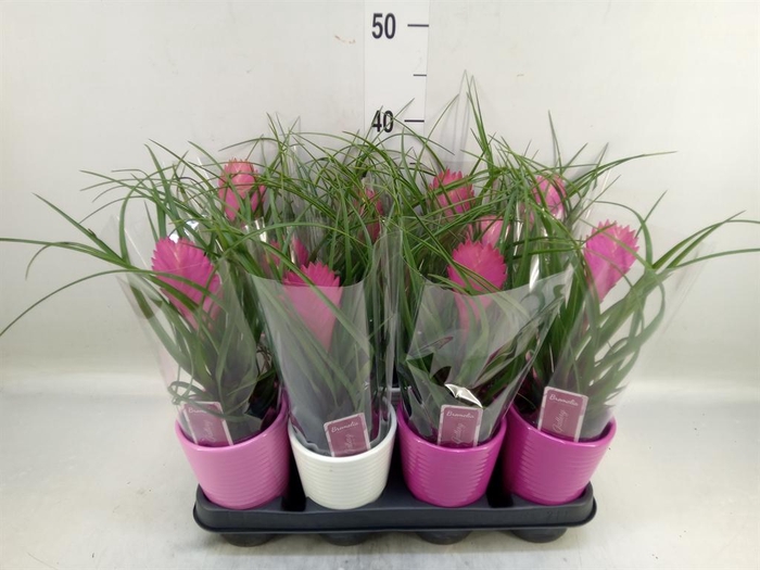 <h4>Tillandsia cyanea 'Anita'</h4>