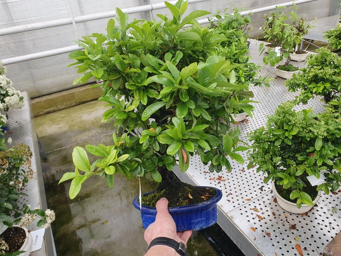 <h4>Pyracantha angustifolia, pot 20cm.</h4>