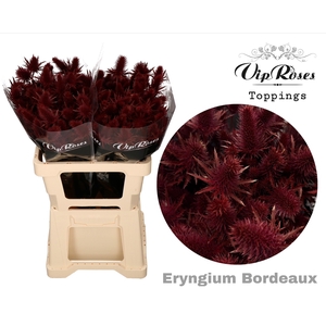 Eryngium Supernova Bordeaux 60cm