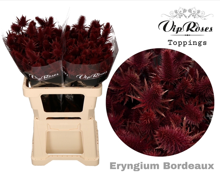 ERYNGIUM SUPERNOVA BORDEAUX 60cm
