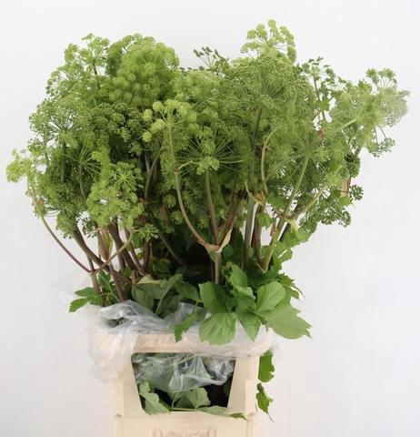 <h4>ANGELICA GIGAS 110CM</h4>