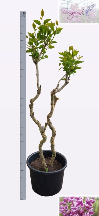 <h4>SYRI V SENSATION</h4>