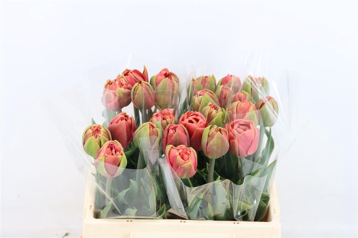 <h4>Tu Du Copper Image</h4>