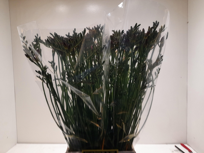 <h4>FR EN RED PASSION</h4>