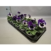 Viola wittrockiana F1 Violet & White