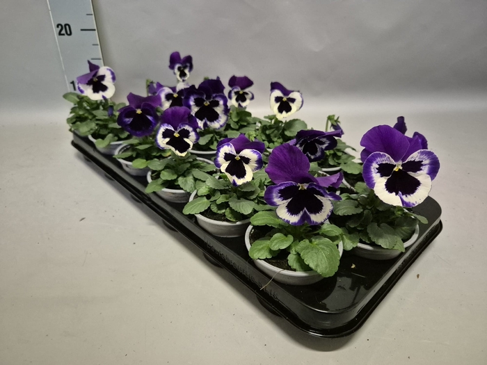 Viola wittrockiana F1 Violet & White