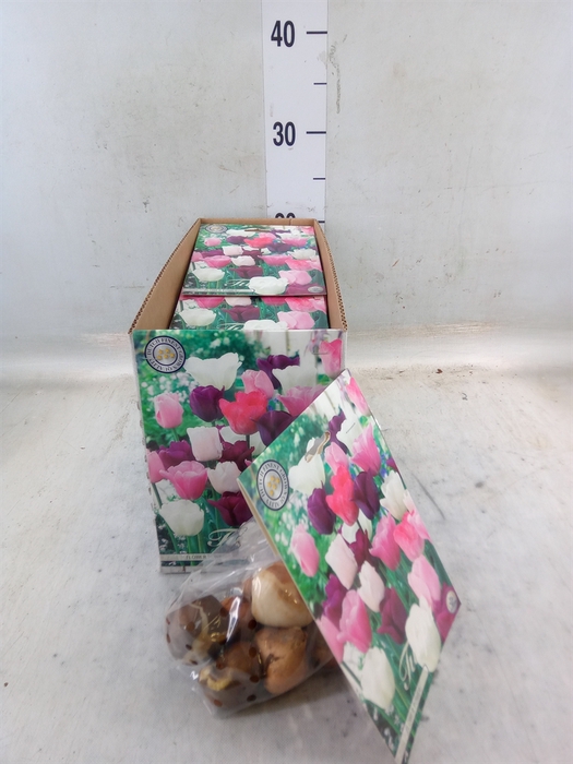 <h4>Tulipa   ...flowerbulbs</h4>