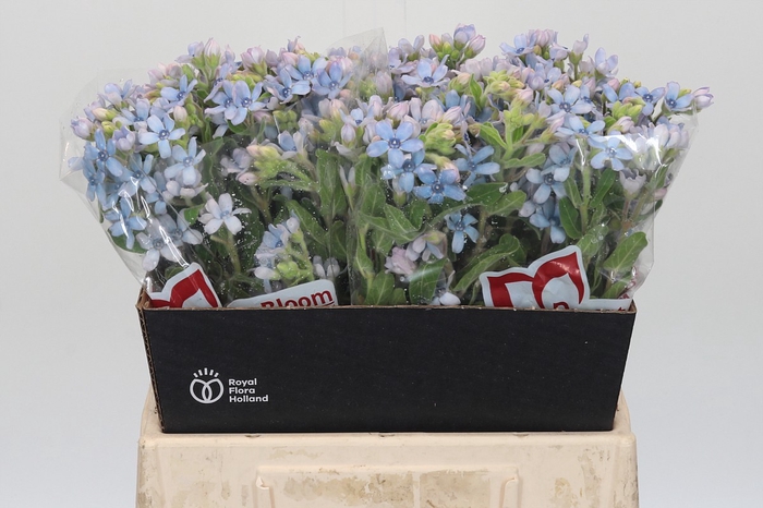 <h4>Oxypetalum Tweedia Blue</h4>