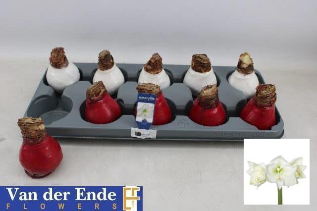 <h4>BLOEMBOL HIPPEASTRUM</h4>