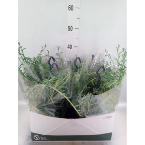 Senecio   ...