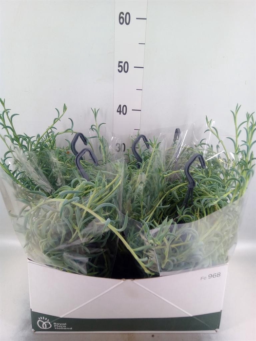 <h4>Senecio   ...</h4>
