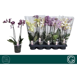 PHAL MF GEM 4 KL