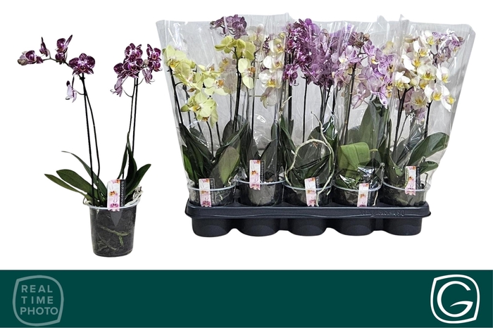 <h4>PHAL MF GEM 4 KL</h4>