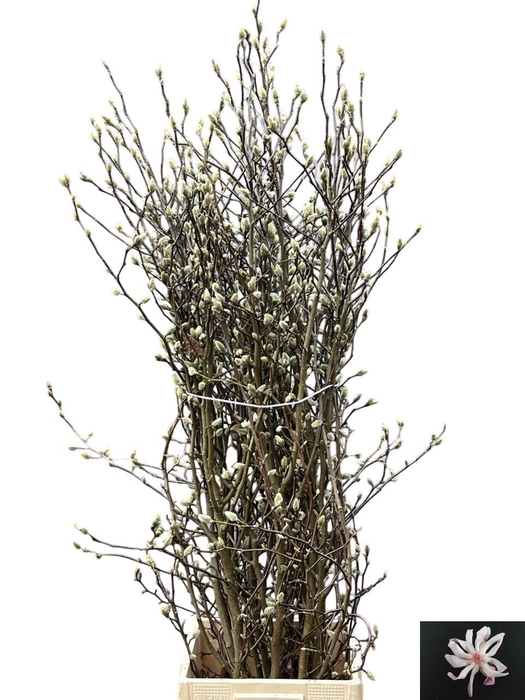 <h4>MAGNOLIA OV</h4>