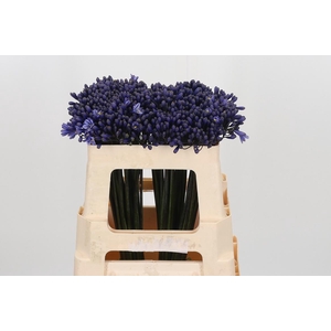 Agapanthus Intermedia