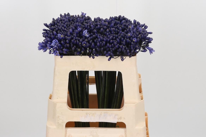 <h4>Agapanthus Intermedia</h4>