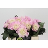 Dahlia Princess Kate