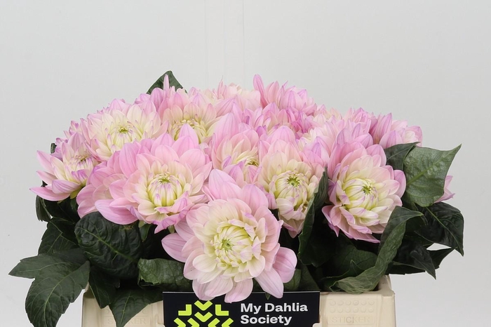 Dahlia Princess Kate