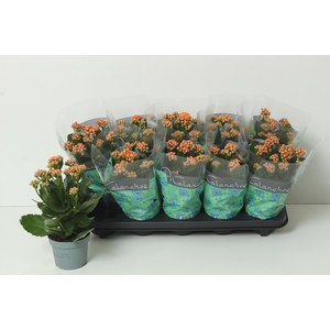 KAL GE PERFECTA ORAN