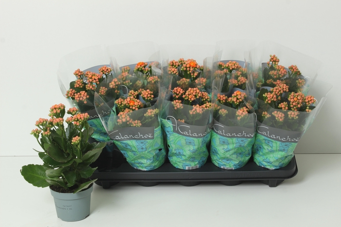 <h4>KAL GE PERFECTA ORAN</h4>