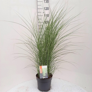 Miscanthus sinensis Morning Light