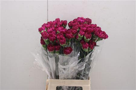 <h4>Di St Golem</h4>