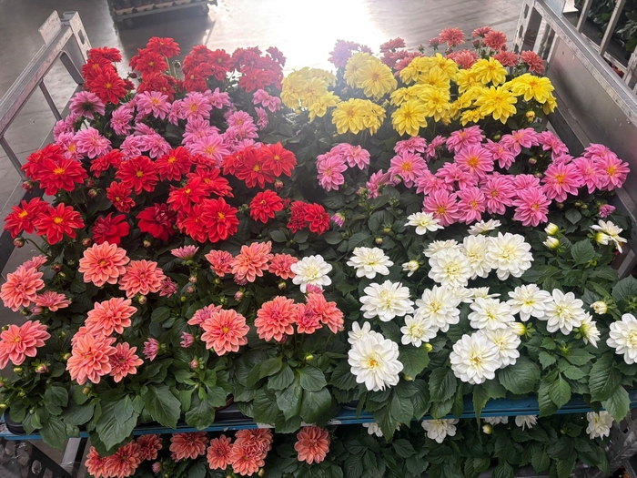 <h4>DAHLIA MIXK 5 KL</h4>