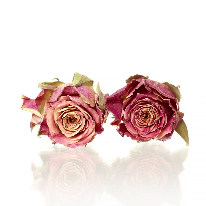 <h4>Rose espresso orange/brown 3,5-4cm</h4>