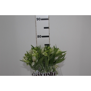 ALSTROEMERIA PRESTIGE 080 CM BRANCO