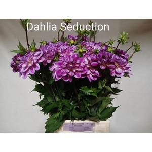 DAHL OV