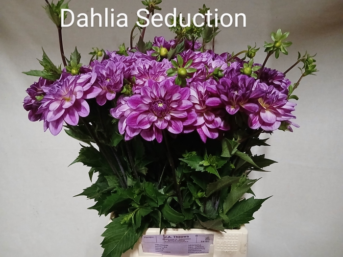 <h4>DAHL OV</h4>