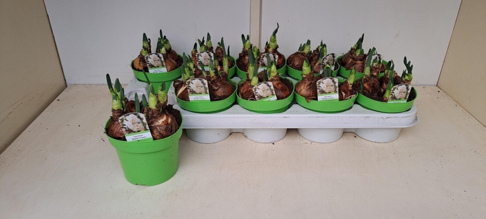 <h4>NARC D BRIDAL CROWN</h4>