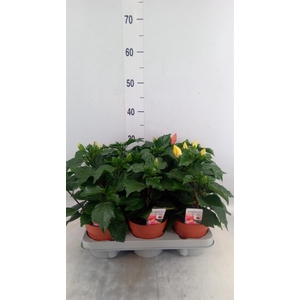 Hibiscus rosa-sin.   ...mix