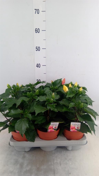 <h4>Hibiscus rosa-sin. ...mix</h4>