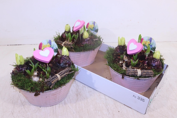 <h4>ARR BOL KNOLGEWAS</h4>