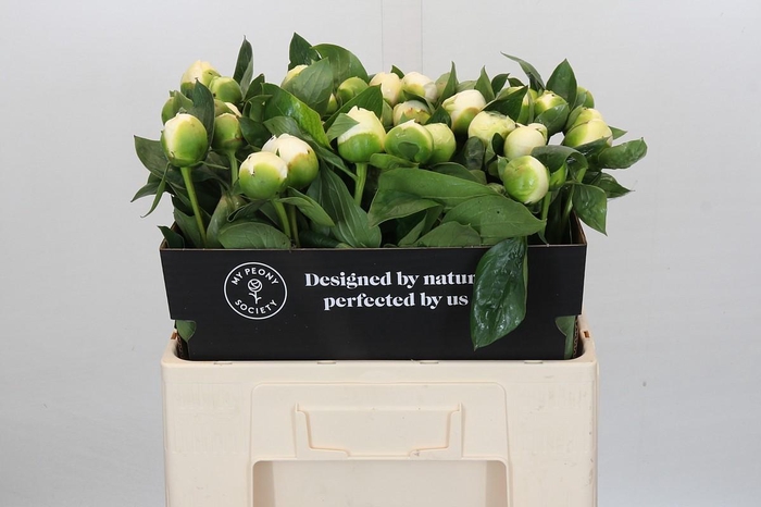 <h4>Paeonia Bridal Shower</h4>