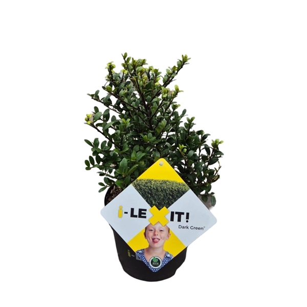 <h4>Ilex crenata Dark Green, P17, Struik 20-30cm</h4>