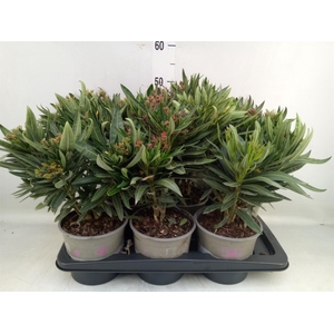 Nerium oleander   ...