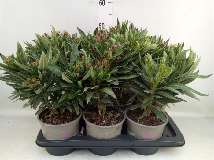<h4>Nerium oleander   ...</h4>