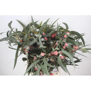 Euca Boule Flower Red P Bunch