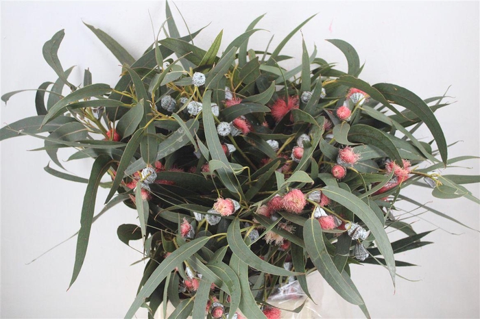 <h4>Euca Boule Flower Red P Bunch</h4>