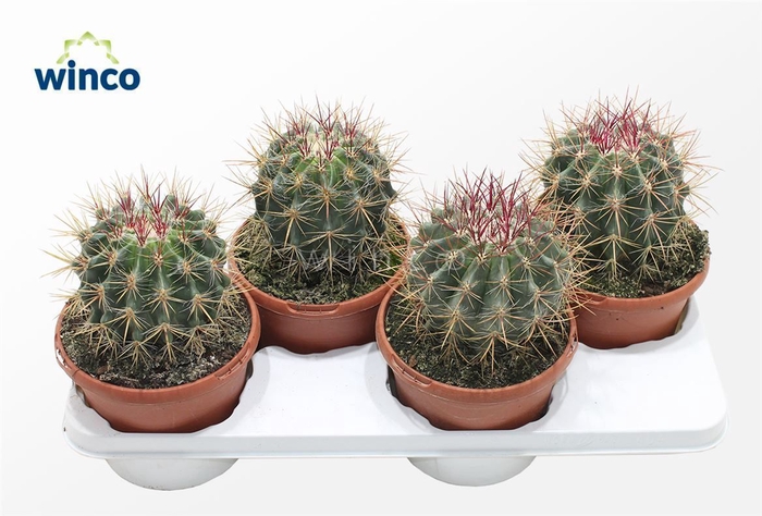 <h4>Ferocactus Stainessi</h4>