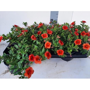 CALIB MINIF ORA EVOL