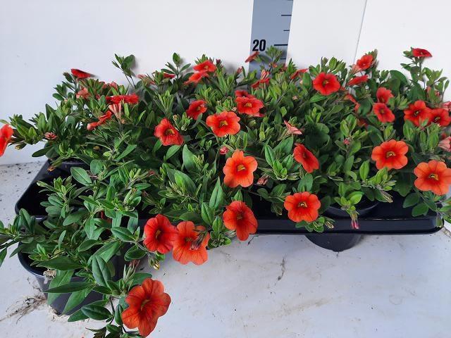 <h4>CALIB MINIF ORA EVOL</h4>