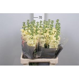 Matth Iron * Premium* Yellow