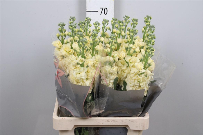 <h4>Matth Iron * Premium* Yellow</h4>